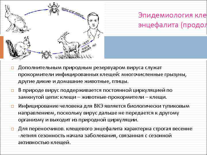 Эпидемиология клещ энцефалита (продол Дополнительным природным резервуаром вируса cлужат прокормители инфицированных клещей: многочисленные грызуны,
