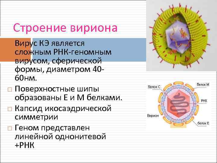 Белковый капсид. Строение вириона микробиология. Вирион вируса. Структура вириона. Формы вирионов вирусов.