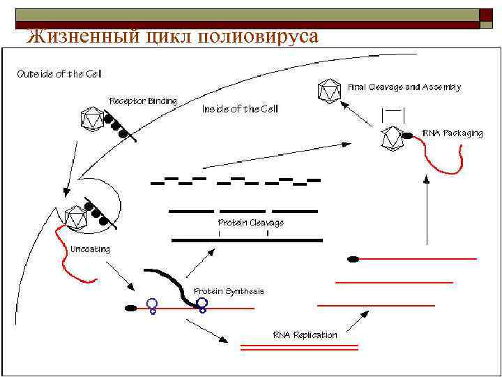 Жизненный цикл полиовируса 