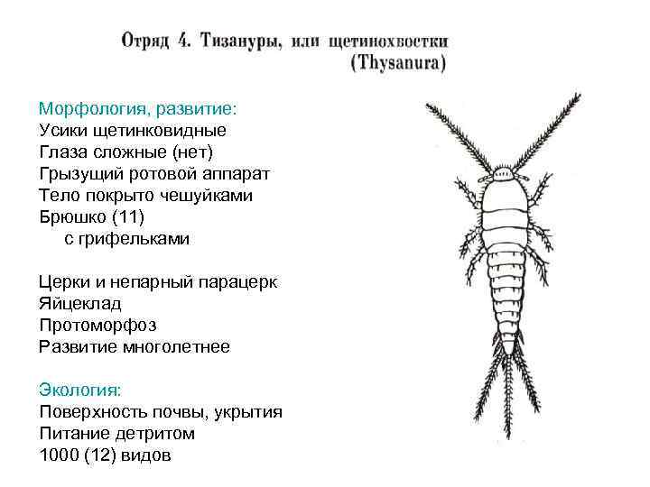 Морфология биология систематика