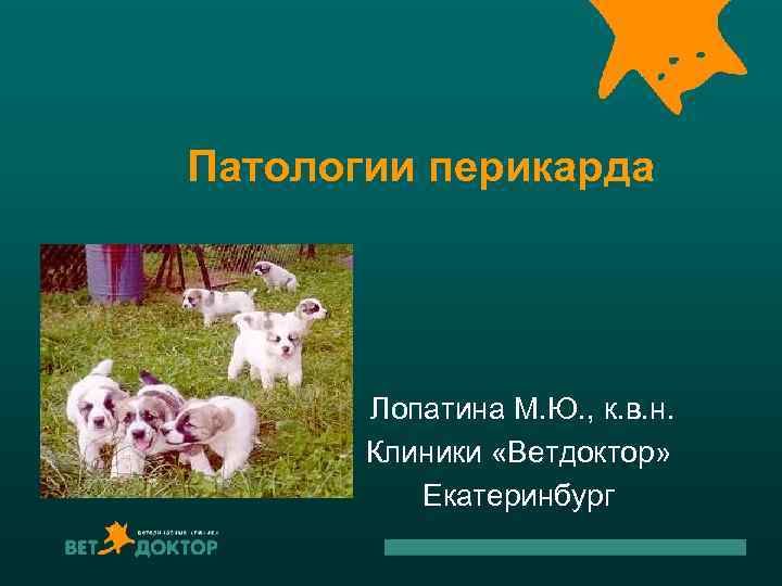 Патологии перикарда Лопатина М. Ю. , к. в. н. Клиники «Ветдоктор» Екатеринбург 