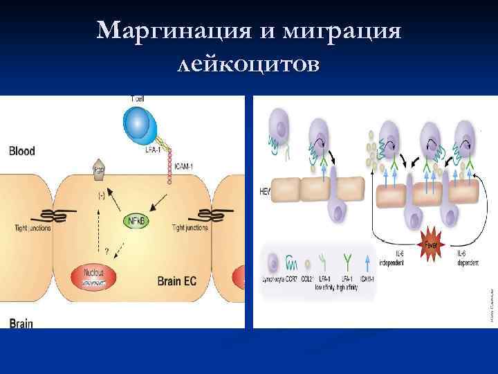 Маргинация и миграция лейкоцитов 