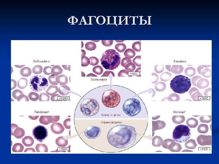 Фагоциты это. Профессиональные фагоциты. Форма фагоцитов. Фагоциты группы. Фагоциты это одна из групп.