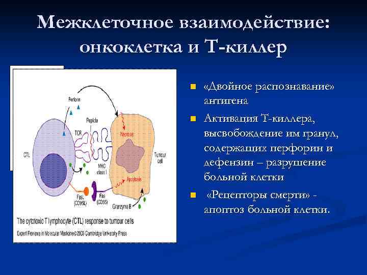 Межклеточное взаимодействие: онкоклетка и Т-киллер n n n «Двойное распознавание» антигена Активация Т-киллера, высвобождение