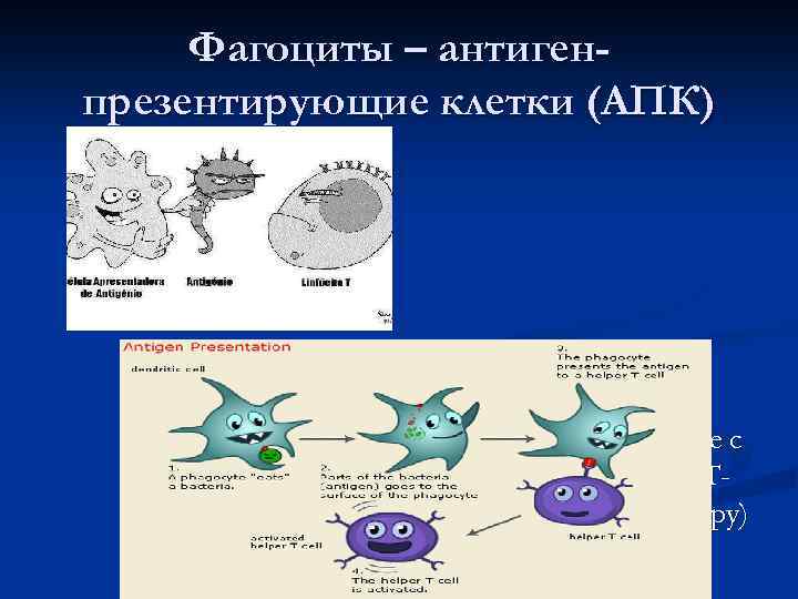 Фагоциты и лимфоциты. Фагоциты. Клетки фагоциты. Виды фагоцитов. Непрофессиональные фагоциты.