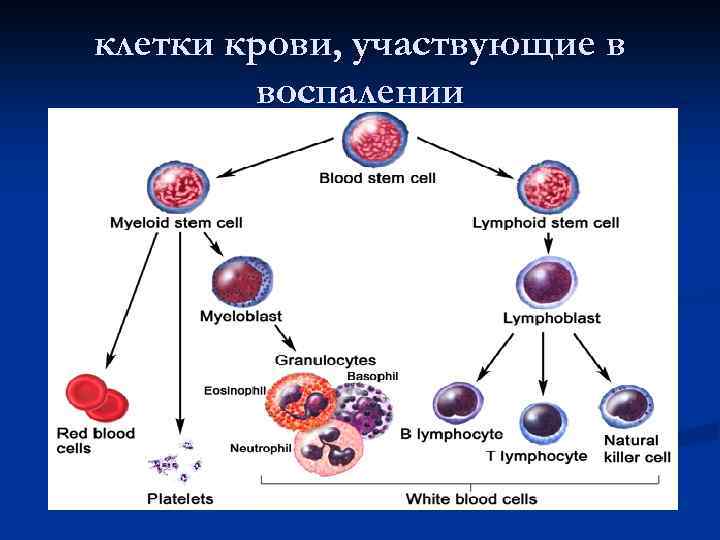 Какие клетки участвуют в реализации воспалительной реакции. Клеточные элементы крови. Клеточные элементы крови при остром воспалении. Воспаление и клетки крови. Какие клетки участвуют в делении