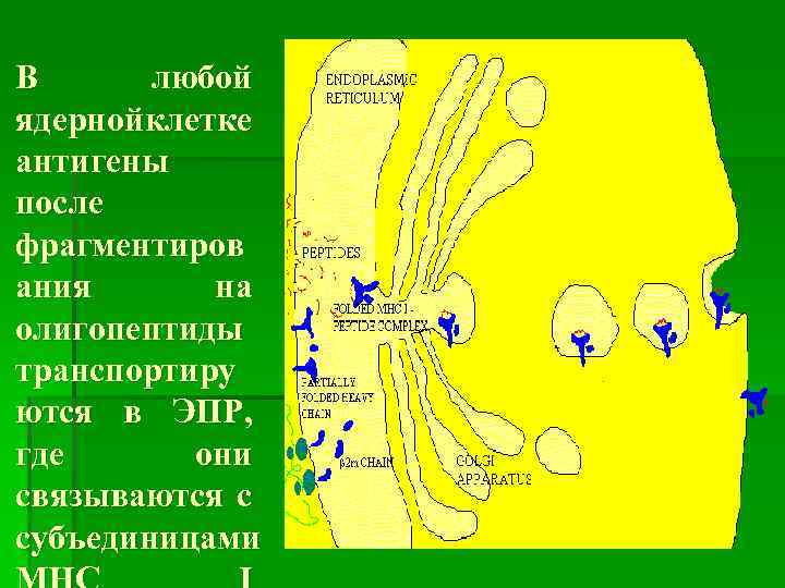 В любой ядернойклетке антигены после фрагментиров ания на олигопептиды транспортиру ются в ЭПР, где
