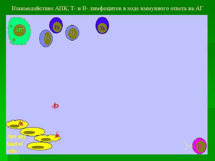 Взаимодействие АПК, Т- и В- лимфоцитов в ходе иммунного ответа на АГ 