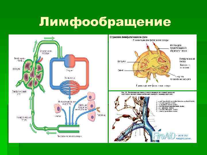 Презентация кровообращение и лимфообращение 8 класс пасечник