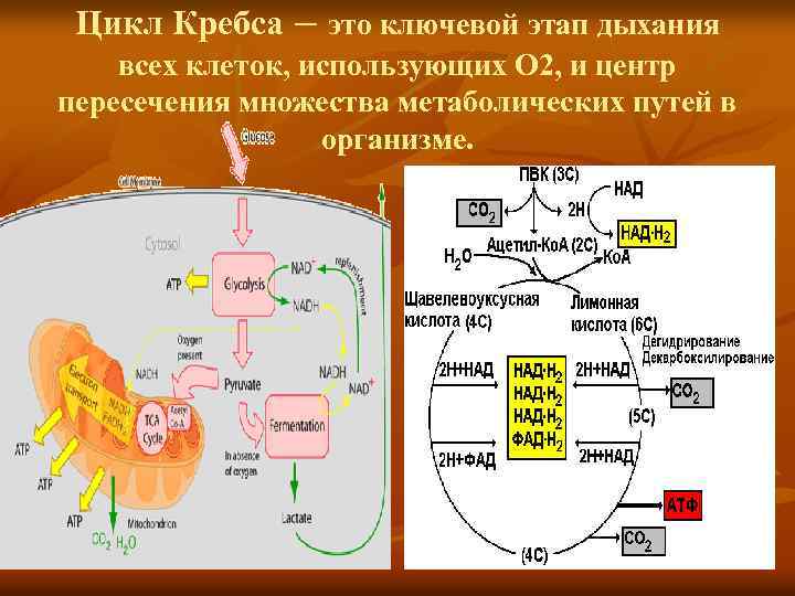 Биологическая роль цикла кребса