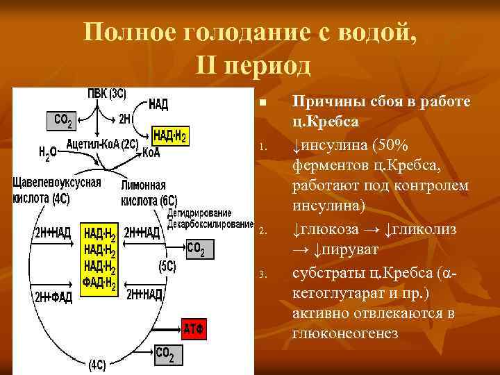 Полное голодание с водой, II период n 1. 2. 3. Причины сбоя в работе