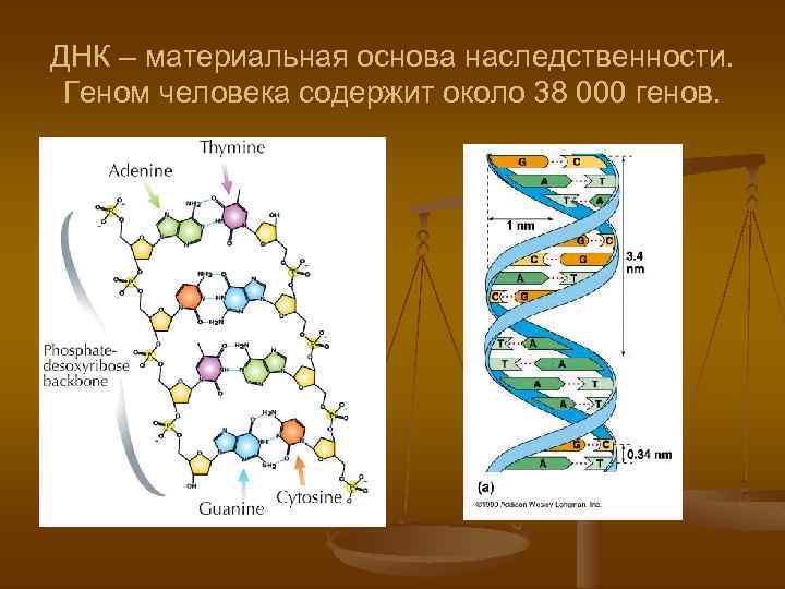 ДНК – материальная основа наследственности. Геном человека содержит около 38 000 генов. 