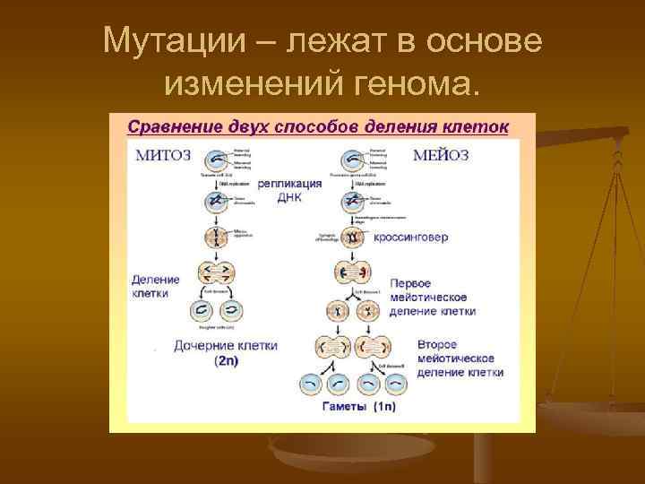 Мутации – лежат в основе изменений генома. 