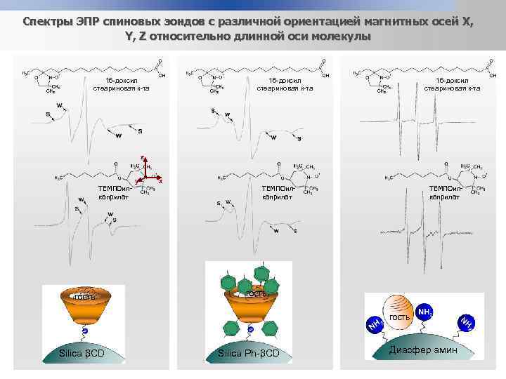 Спектры ЭПР спиновых зондов с различной ориентацией магнитных осей X, Y, Z относительно длинной