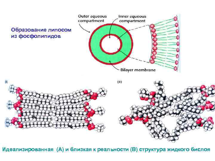 Образование липосом из фосфолипидов Идеализированная (А) и близкая к реальности (В) структура жидкого бислоя