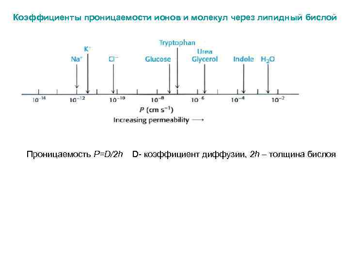 Коэффициенты проницаемости ионов и молекул через липидный бислой Проницаемость P=D/2 h D- коэффициент диффузии,