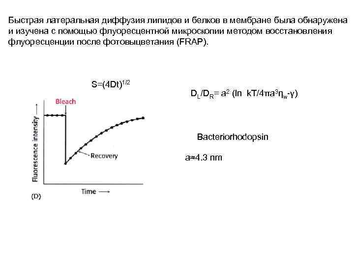 Быстрая латеральная диффузия липидов и белков в мембране была обнаружена и изучена с помощью