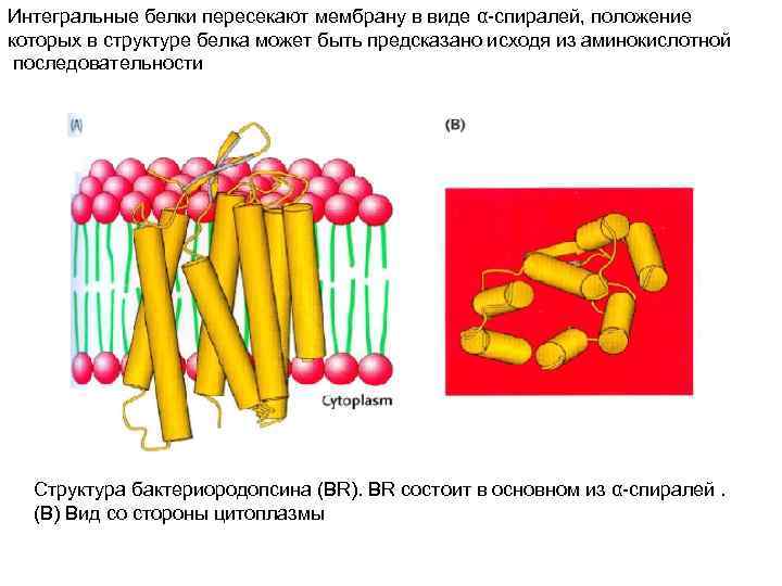 Интегральные белки пересекают мембрану в виде α-спиралей, положение которых в структуре белка может быть