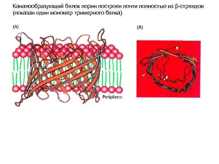 Каналообразующий белок порин построен почти полностью из β-стрендов (показан один мономер тримерного белка) 