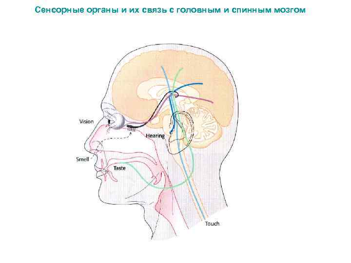 Сенсорные органы и их связь с головным и спинным мозгом 