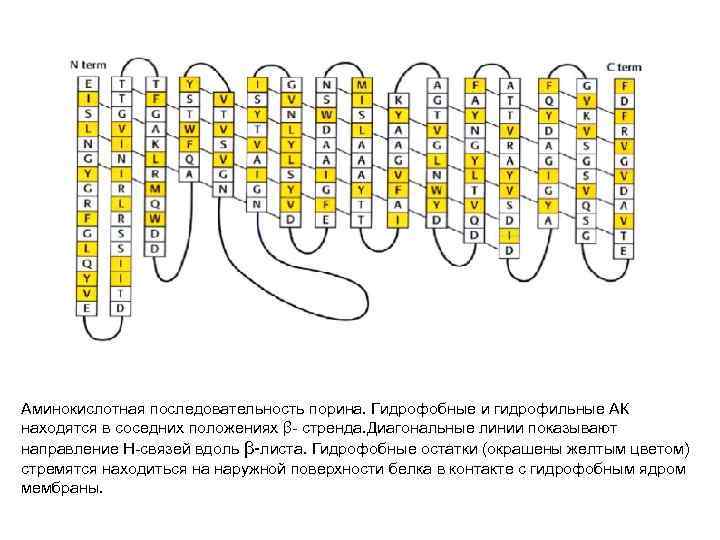 Аминокислотная последовательность порина. Гидрофобные и гидрофильные АК находятся в соседних положениях β- стренда. Диагональные