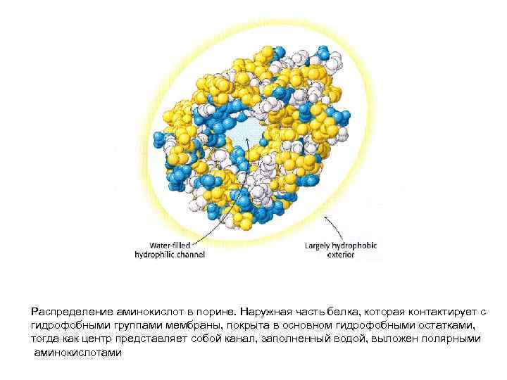 Распределение аминокислот в порине. Наружная часть белка, которая контактирует с гидрофобными группами мембраны, покрыта