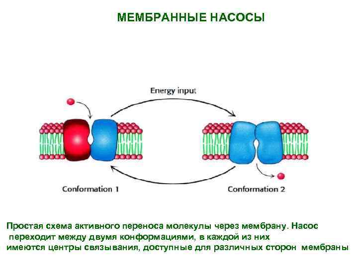 МЕМБРАННЫЕ НАСОСЫ Простая схема активного переноса молекулы через мембрану. Насос переходит между двумя конформациями,