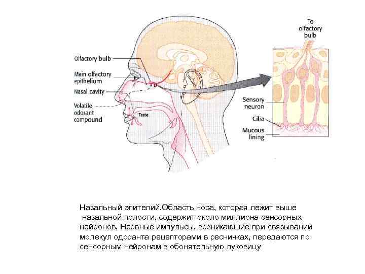 Назальный эпителий. Область носа, которая лежит выше назальной полости, содержит около миллиона сенсорных нейронов.