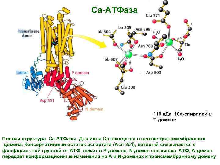 Са-АТФаза 110 к. Да, 10α-спиралей в Т-домене Полная структура Са-АТФазы. Два иона Са находятся