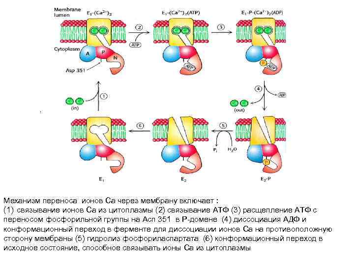 Механизм переноса ионов Са через мембрану включает : (1) связывание ионов Са из цитоплазмы