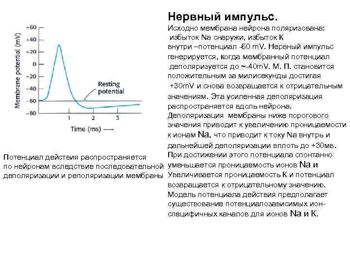 Потенциал действия нейрона. Деполяризации и реполяризации мембраны. Деполяризация мембраны нейрона.