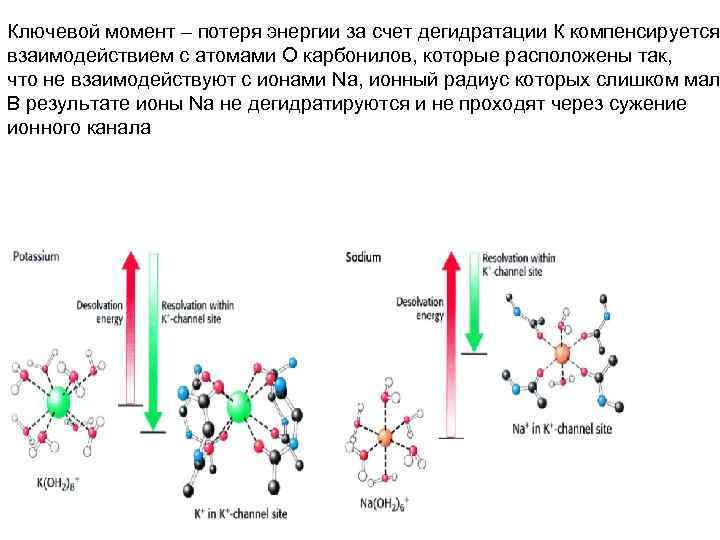 Ключевой момент – потеря энергии за счет дегидратации К компенсируется взаимодействием с атомами О