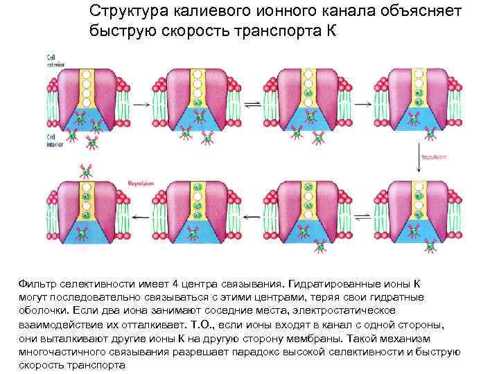 Структура калиевого ионного канала объясняет быструю скорость транспорта К Фильтр селективности имеет 4 центра