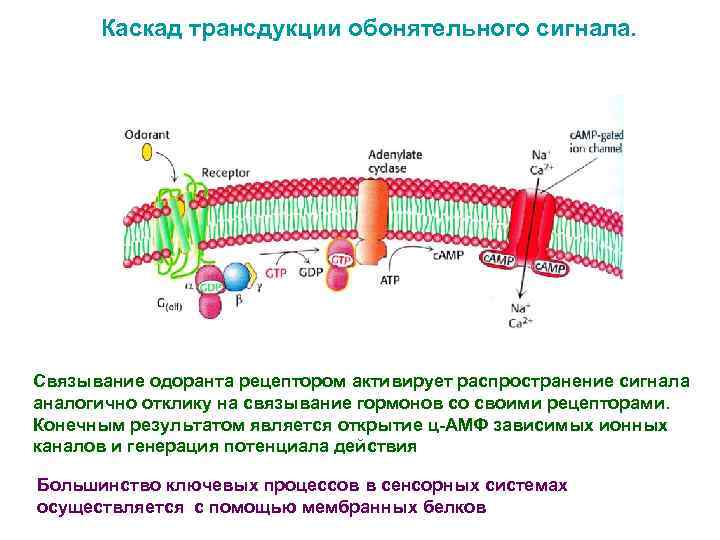 Каскад трансдукции обонятельного сигнала. Связывание одоранта рецептором активирует распространение сигнала аналогично отклику на связывание