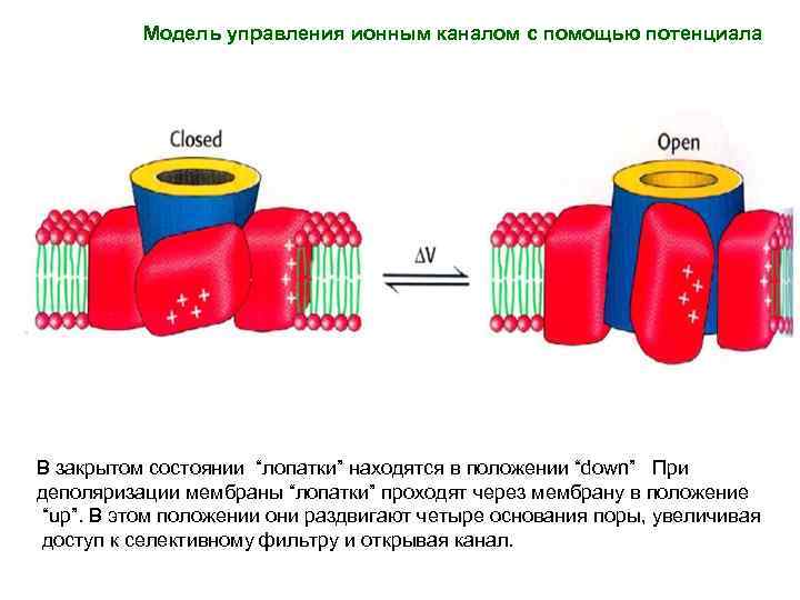 Модель управления ионным каналом с помощью потенциала В закрытом состоянии “лопатки” находятся в положении