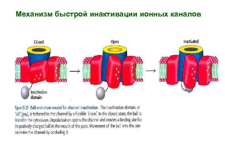 Механизм быстрой инактивации ионных каналов 