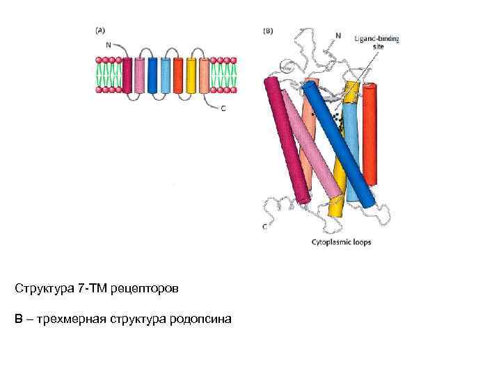 Структура 7 -ТМ рецепторов В – трехмерная структура родопсина 