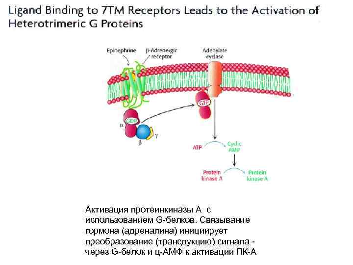 Активация протеинкиназы А с использованием G-белков. Связывание гормона (адреналина) инициирует преобразование (трансдукцию) сигнала через