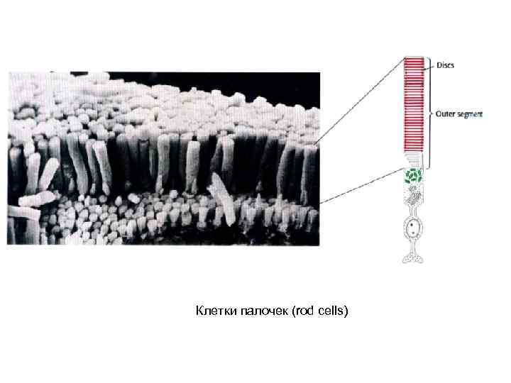 Клетки палочек (rod cells) 