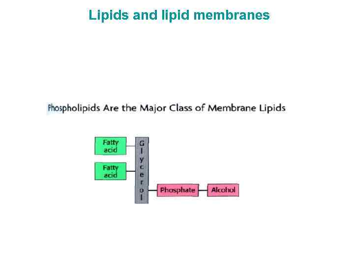 Lipids and lipid membranes 