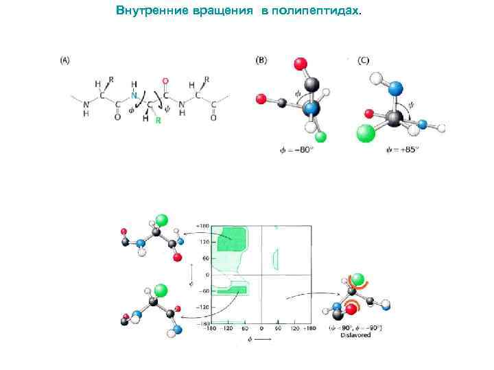 Внутренние вращения в полипептидах. 