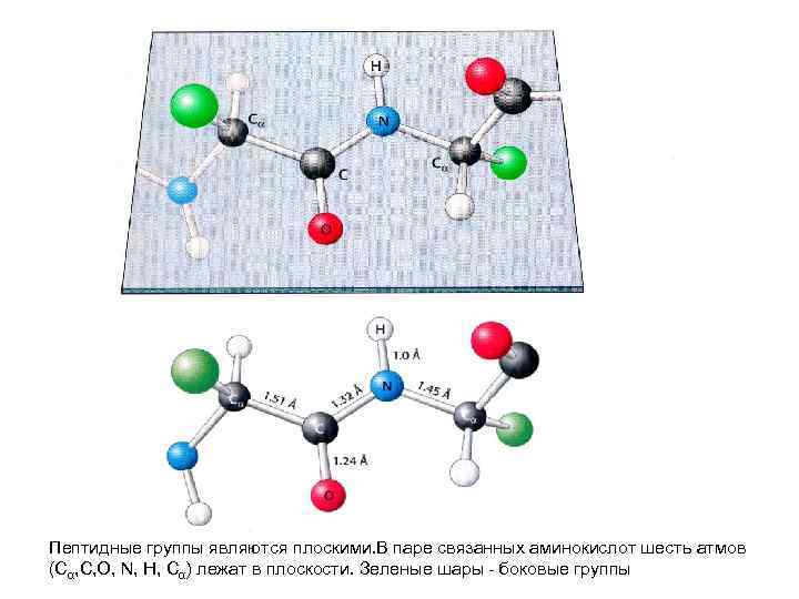 Пептидные группы являются плоскими. В паре связанных аминокислот шесть атмов (Сα, C, O, N,