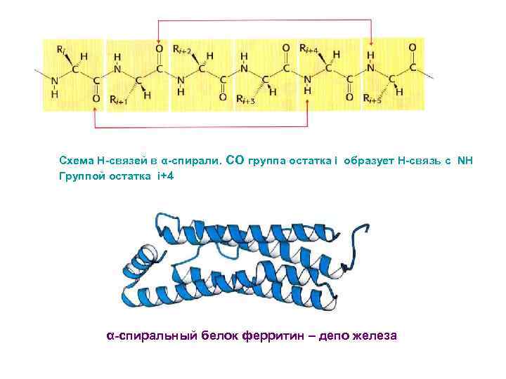 Схема Н-связей в α-спирали. СО группа остатка i образует Н-связь с NH Группой остатка