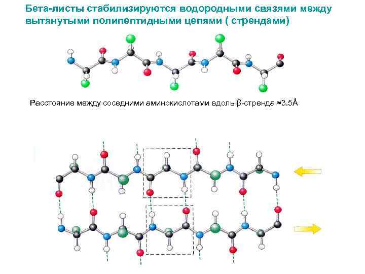 Аминокислоты и водород. Бета складчатая структура аминокислот. Водородные связи между аминокислотами.
