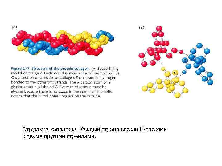 Структура коллагена. Каждый стренд связан Н-связями с двумя другими стрендами. 