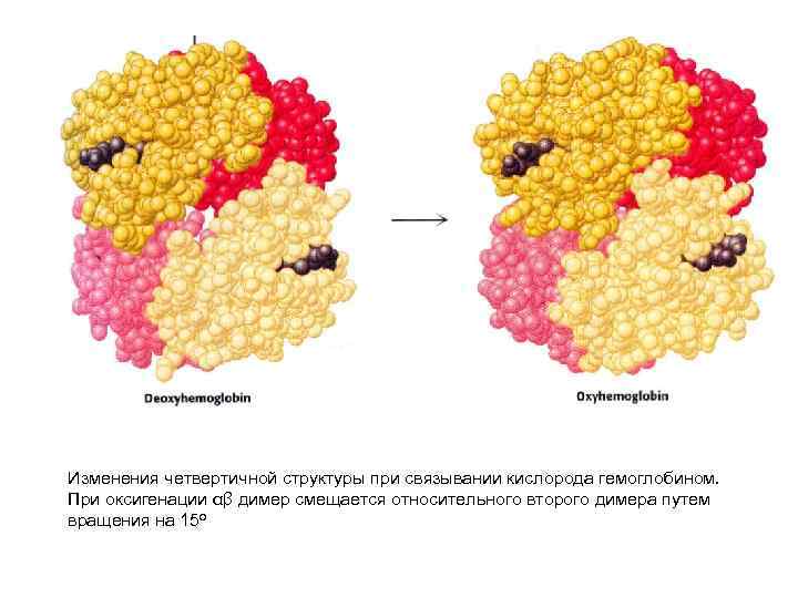 Изменения четвертичной структуры при связывании кислорода гемоглобином. При оксигенации αβ димер смещается относительного второго