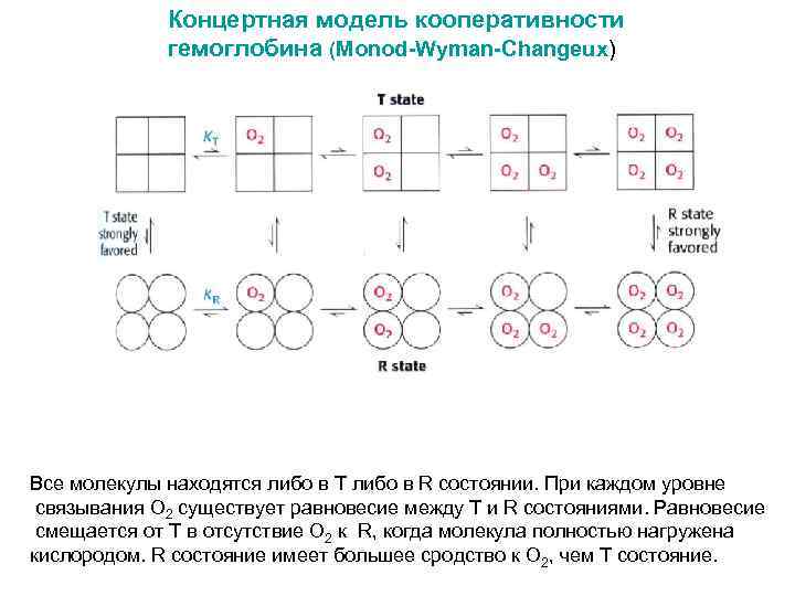Концертная модель кооперативности гемоглобина (Monod-Wyman-Changeux) Все молекулы находятся либо в T либо в R