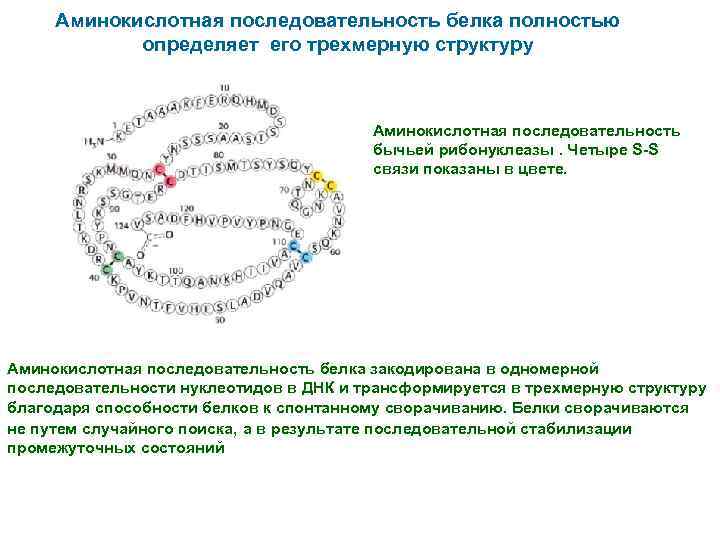 Последовательность белка