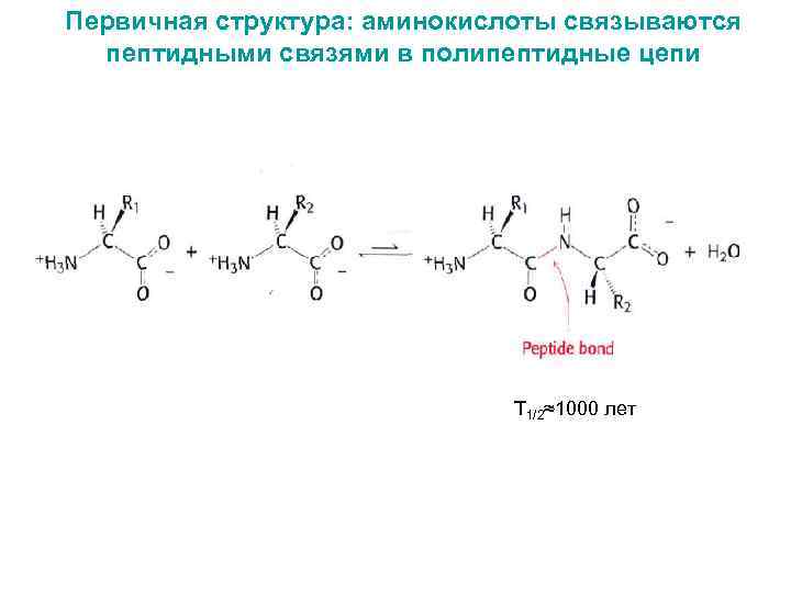 Первичная структура белков связи