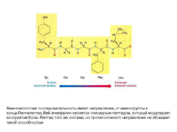 Аминокислотная последовательность имеет направление, от аминогруппы к концу. Пентапептид Лей-энкефалин является опиоидным пептидом, который